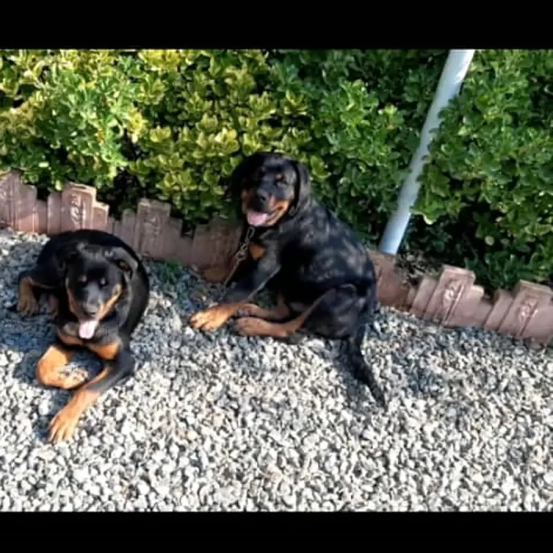 اموزش سگ در منزل