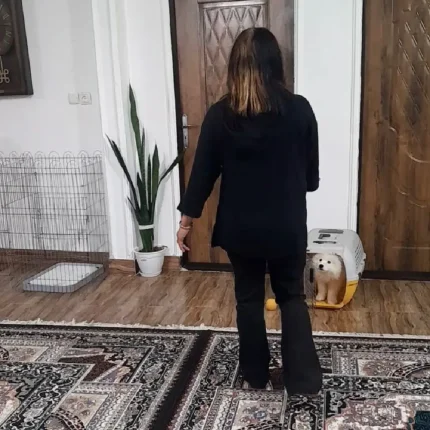 آموزش فرامین سگ