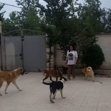 تربیت و پانسیون سگ در رشت و لاهیجان